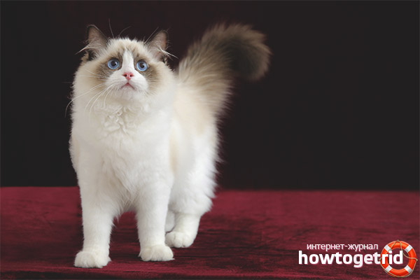 Предлага грижи за котката Ragdoll
