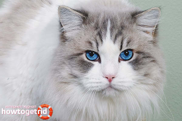 Особености на здравето на котката Ochoz Azules