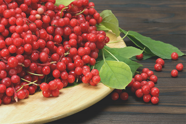Полезни свойства и противопоказания на Schizandra