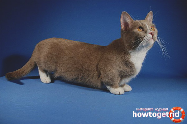 Munchkin котка порода