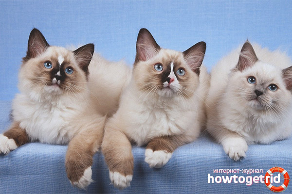 Ragdoll котка порода