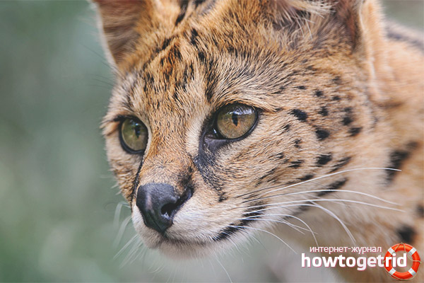 Cat Serval