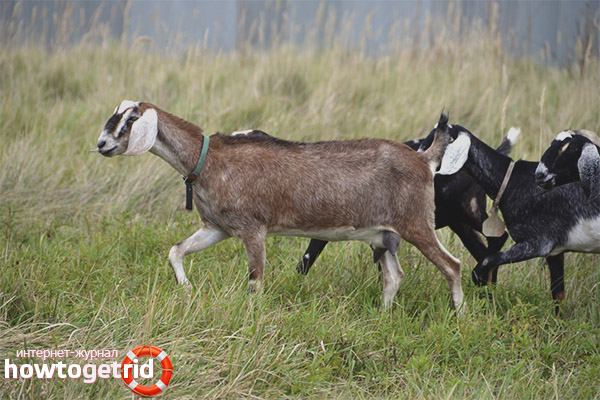 Предимства и недостатъци на породата Nubian goat