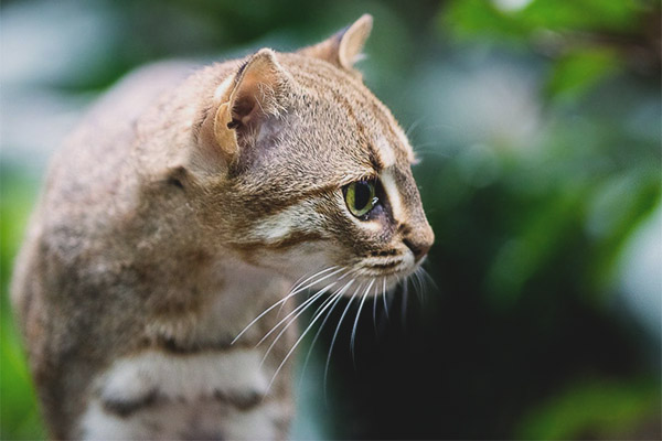 Rusty cat