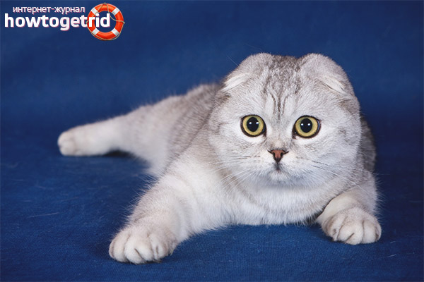 Scottish Fold котка порода