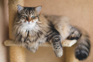  Сибирска котка