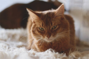  Сомалийска котка