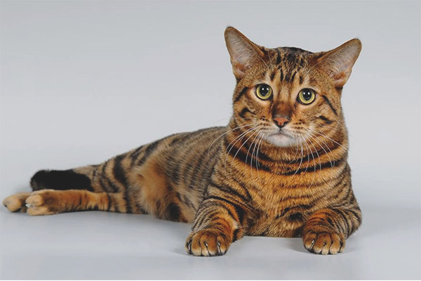 Toyger