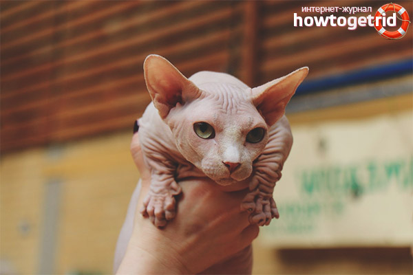 Bambino cat care