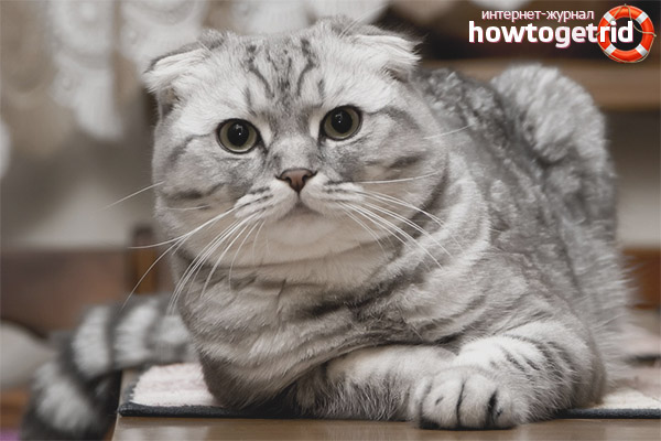 Scottish Fold грижа за котки