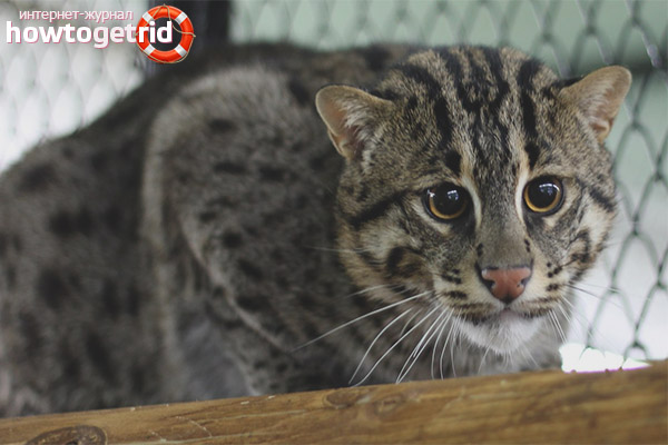 Wyverroth cat
