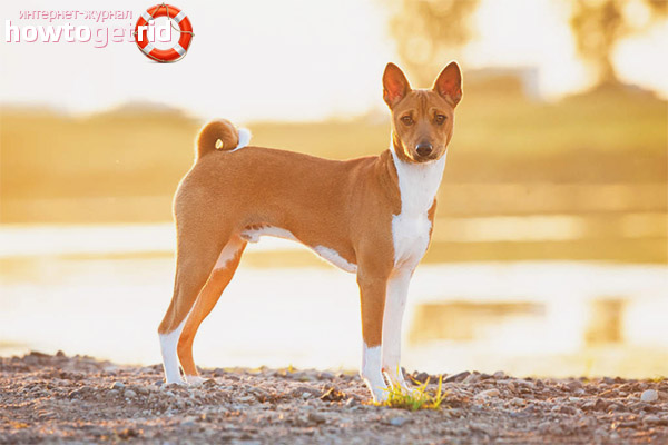 Обучение basenji