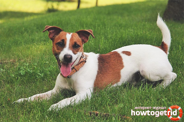Характерно гладко покритие Fox Terrier