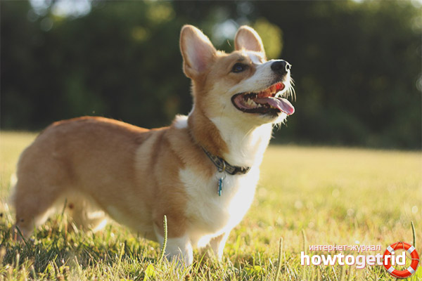 Характеристика welsh corgi pembroke