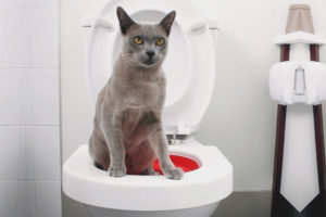  Как да учим котка на тоалетната