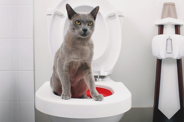 Как да учим котка на тоалетната