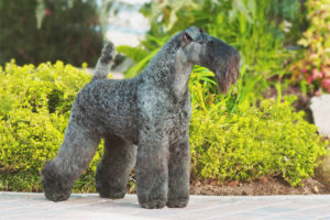  Кери Blue Terrier