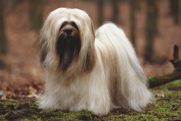 Lhasa apso