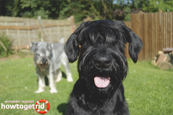 Цвят и вид на козината Giant Schnauzer