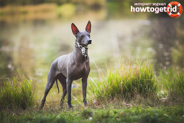 Характеристики на характер Xoloitzcuintle