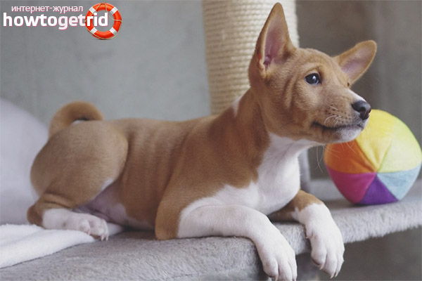 Породи кучета basenji