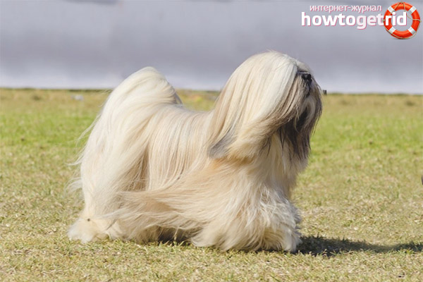 Породи кучета lhasa apso