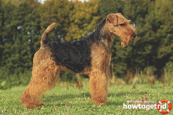 Правилна поддръжка и грижа за Fox Terriers