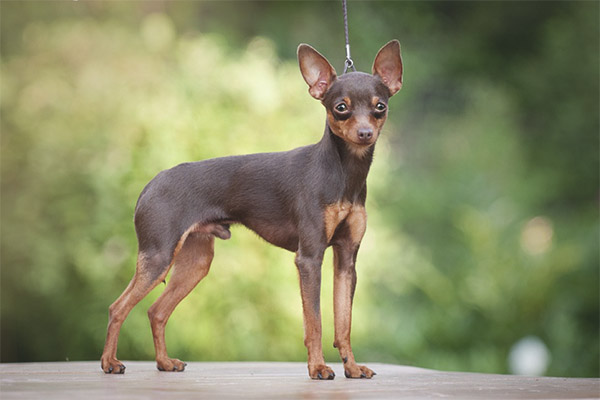 Prague Ratter