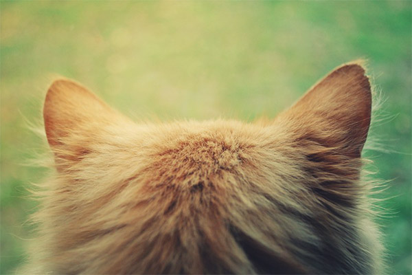 Котките имат горещи уши
