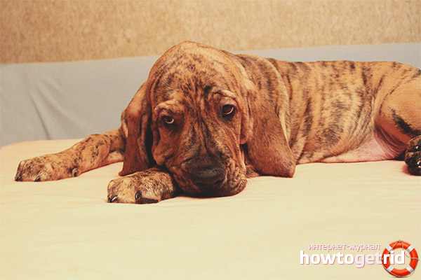 Fila brasileiro грижа