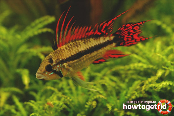 Риба аквариум apistogramma cockatoo