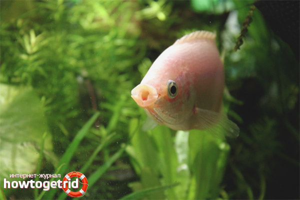 Аквариум риба целуване gourami