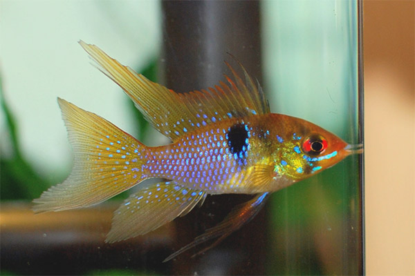 Apistogram ramirezi