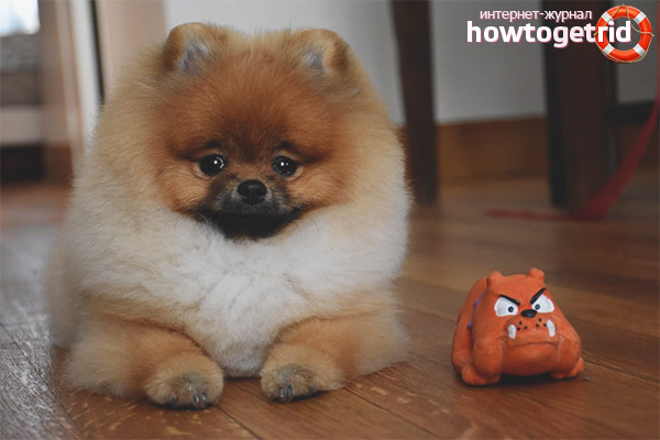 Pomeranian Spitz характер