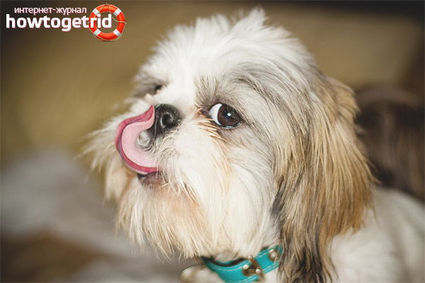 Shih Tzu порода герой