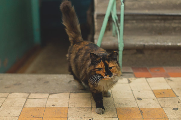 Как да отбием котките в стълбището