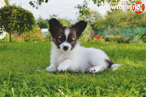 Как да изберем кученце Papillon
