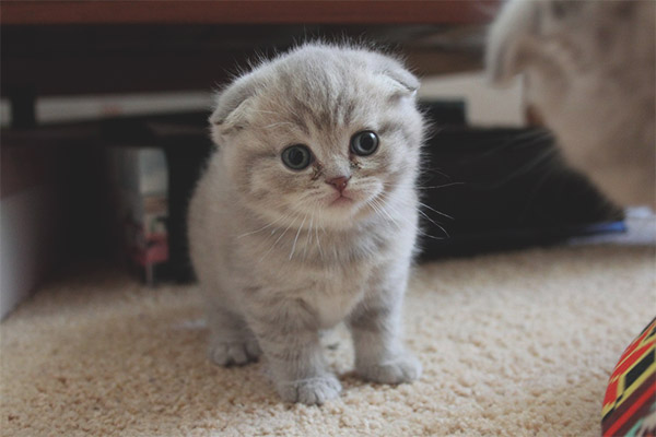 Как да се грижим за котенца от Scottish Fold