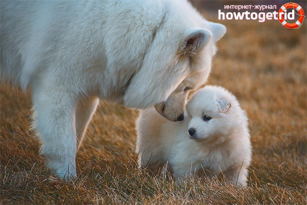 Как да изберем Samoyed куче