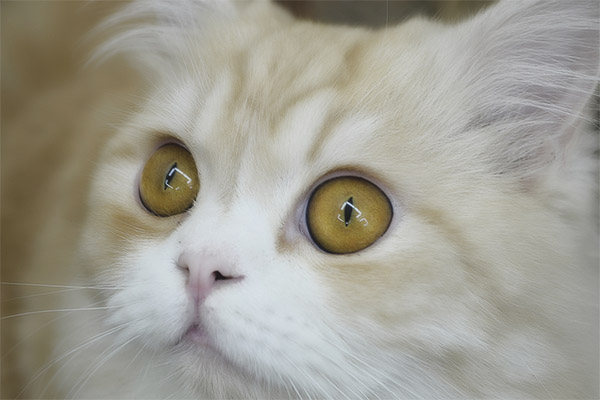 Конюнктивит при котки