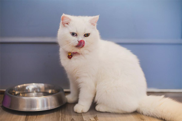 Котката отказва да яде