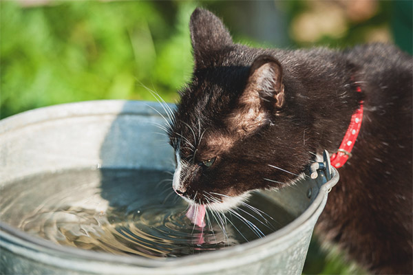 Котката пие много вода