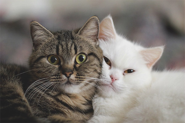 Котка или котка
