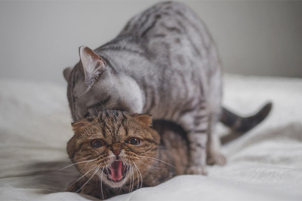 Може ли кастрирана котка да иска котка