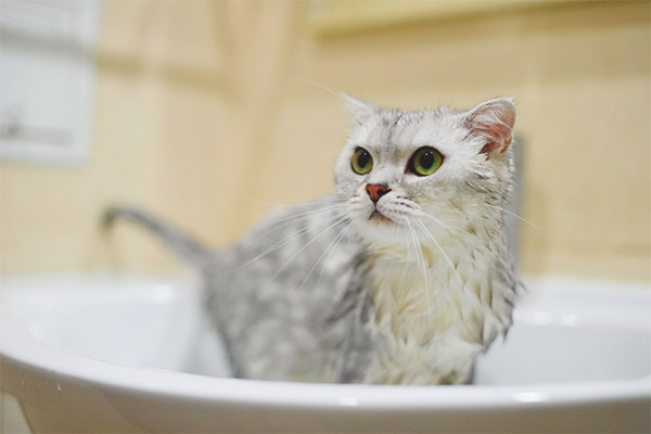 Възможно ли е да измиете котката след раждането?