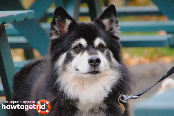 Описание на финландската порода Lapphund