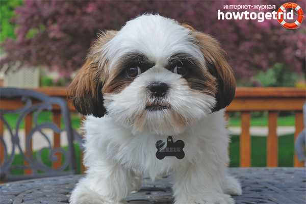 Характеристики на обучението Shih Tzu