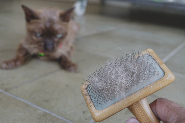 Пърхот при котки и котки
