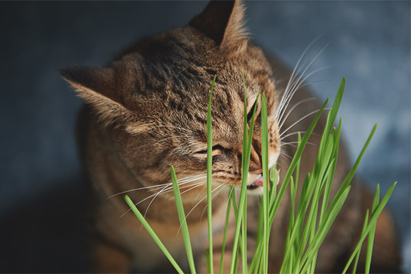 Защо и защо котките ядат трева