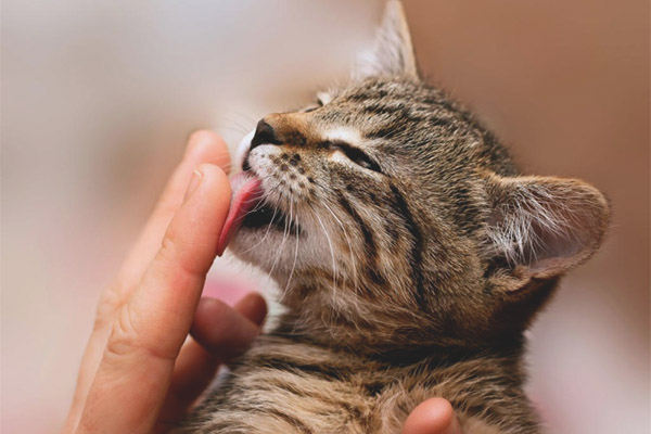 Защо котките и котките облизват хора